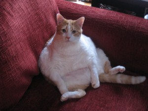 fat cat